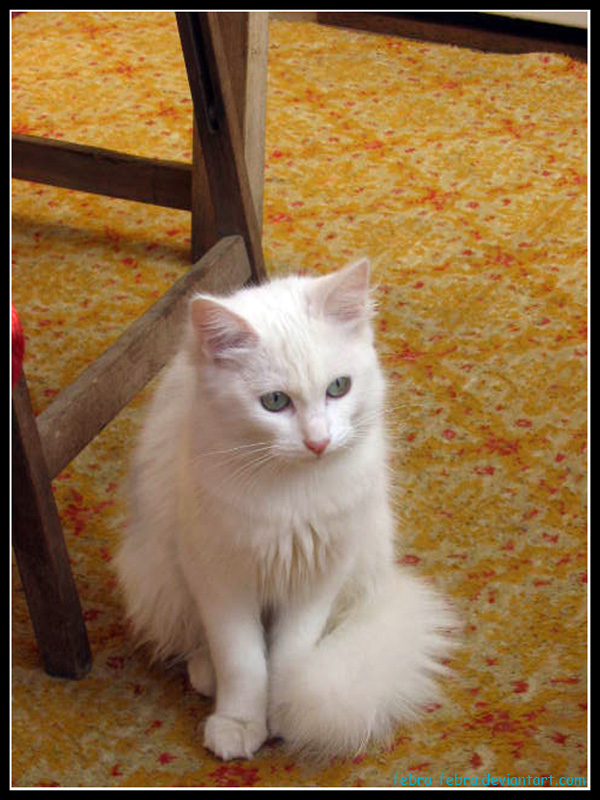 the white cat