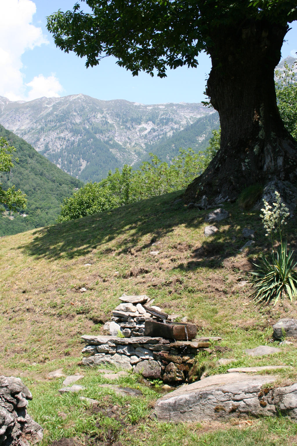 Alpine Pasture