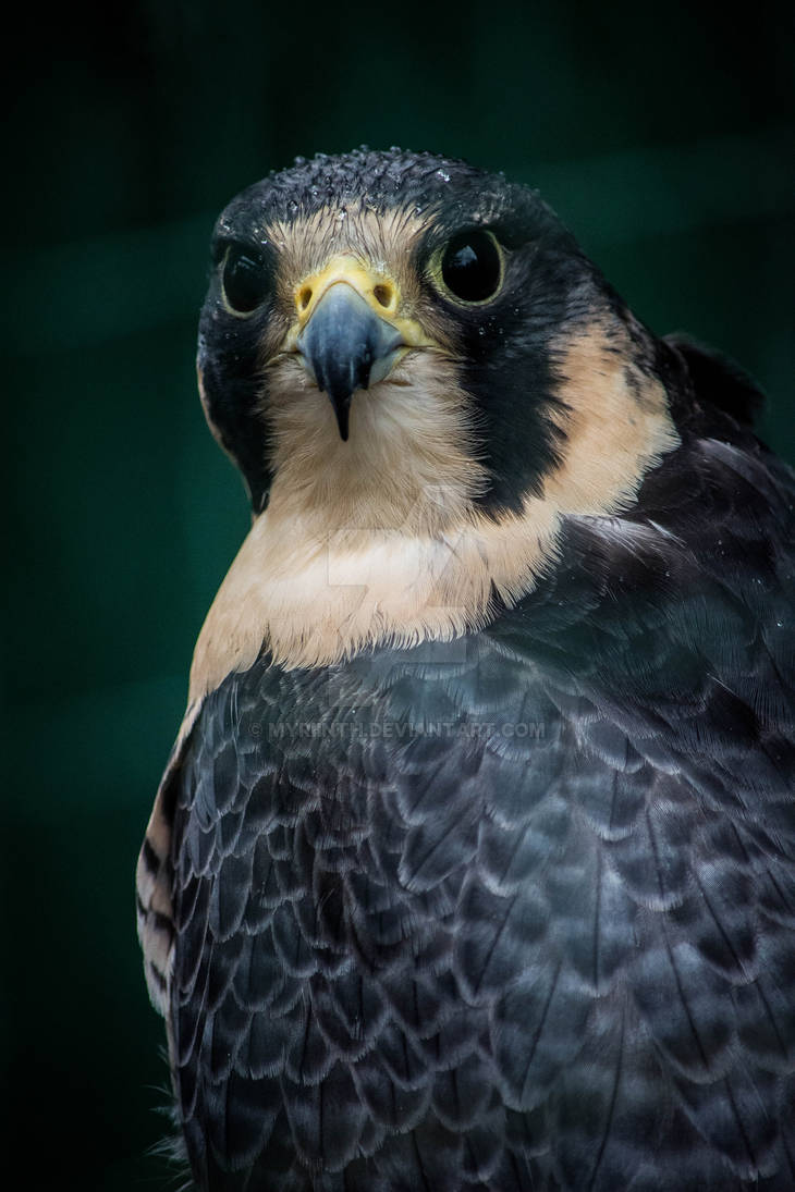 Falcon Portrait