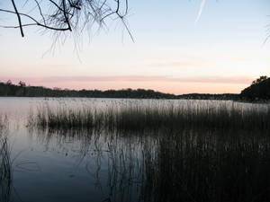 Reflection in the reeds