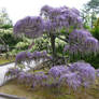 Wisteria