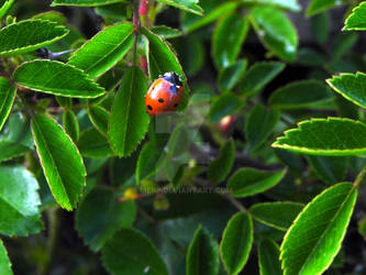 Ladybug 3