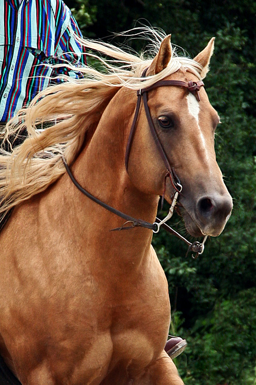 Palomino portrait