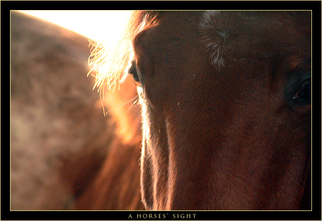 A Horses' Sight