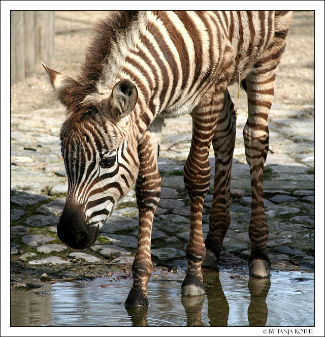 zebra foal