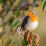 European Robin