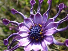 african daisies