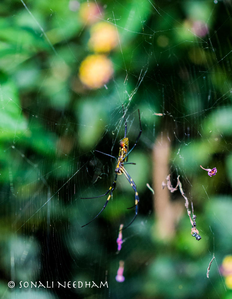 Spindly spider by Sona26 on DeviantArt