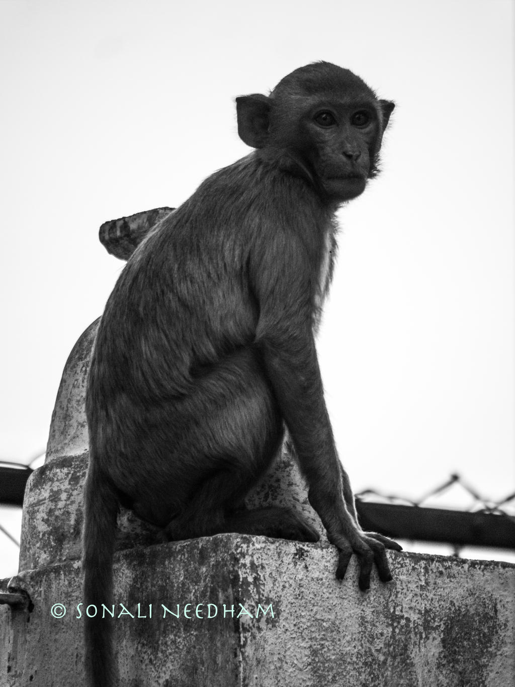 Monkey profile by Sona26 on DeviantArt