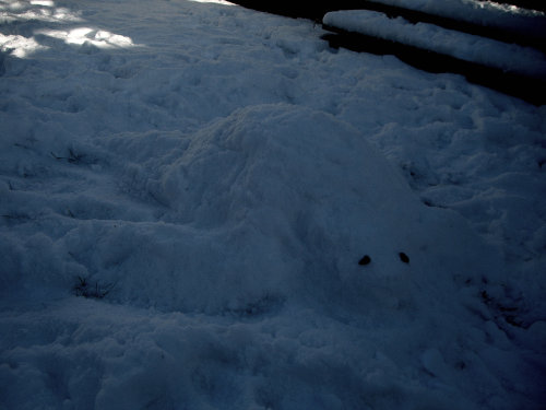 Snow Turtle by frosty-kimiko on DeviantArt