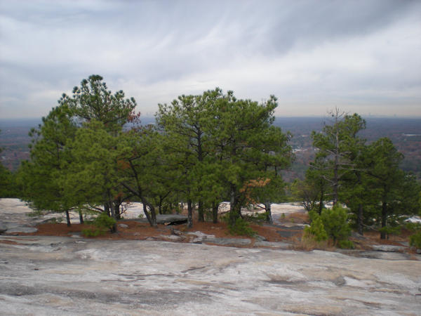 Trees on a Mountain