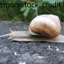 snail 3