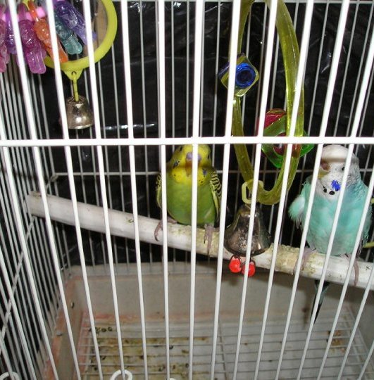 Budgies and Bells