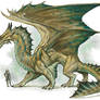 Bronze Dragon