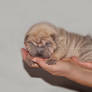 Shar Pei puppy - Isabella Blue - 15 days old.