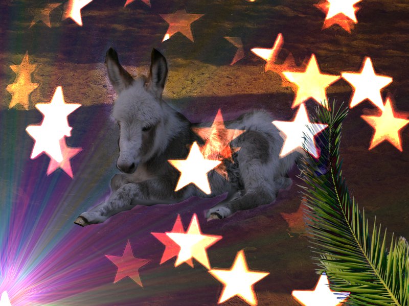 20th December: Donkey's Story