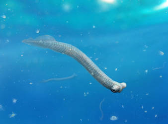 Conodont animal