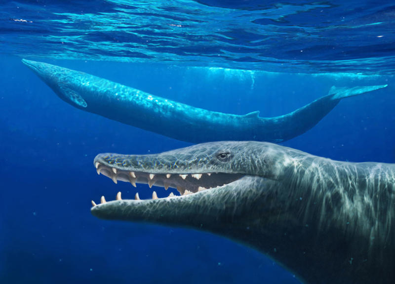 Basilasaruous Basilosaurus by NGZver on DeviantArt