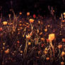 Crepuscule Champetre