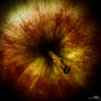 Black Hole