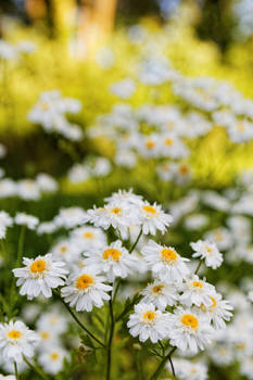 Evening flowers