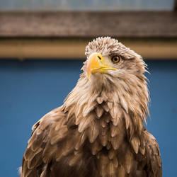 White-Tailed Sea Eagle (Pygargue a Queue Blanche)