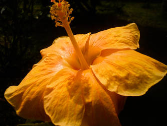 Hibiscus