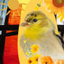 Golden Finch