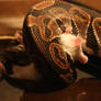 Snake vs. mouse