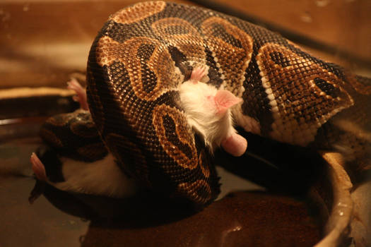 Snake vs. mouse