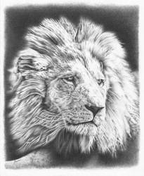 Lion pencil drawing 2