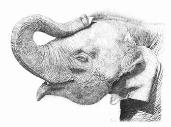 Baby Elephant Pencil Drawing