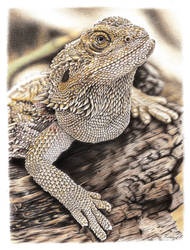 Bearded Dragon Coloured Pencil drawing