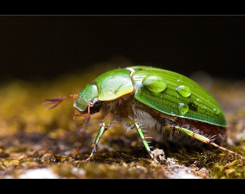 Green Scarab