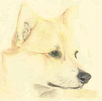 Pembroke Corgi