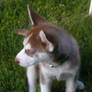 Cinnamon sitting in grass