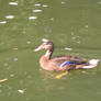 Wild Mallard Duck-Female
