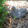 Plymouth Barred Rock Chicken