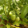 Green Tomatos-growing strong