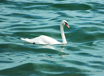 Swan