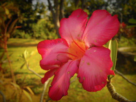 tropical flower