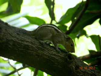 Squirrel on the tree