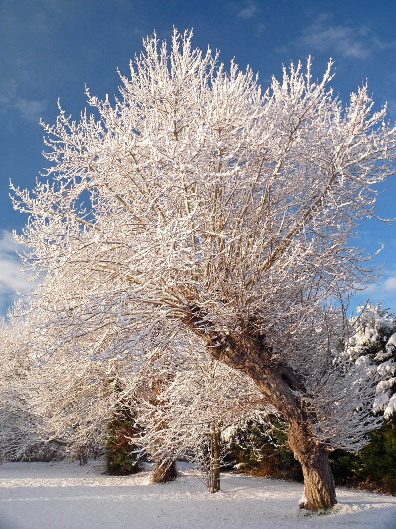 Snowy Tree