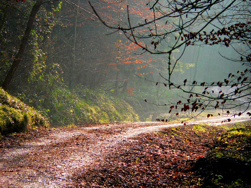 Forest Road