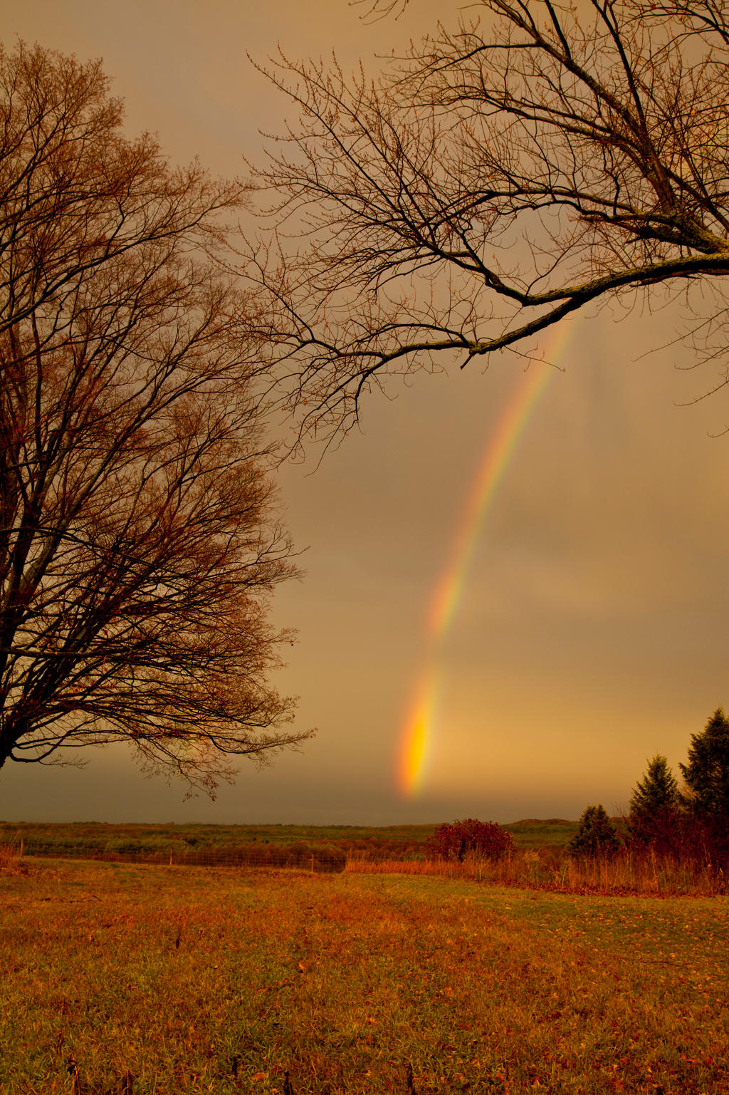 Rainbow in My Backyard