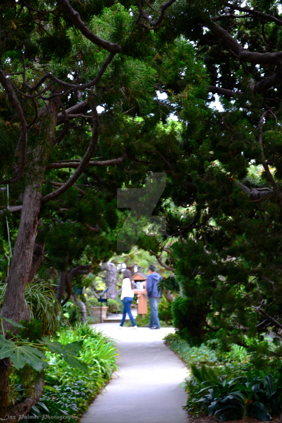 Pathway Through the Trees