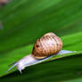 Aw, Its a Snail