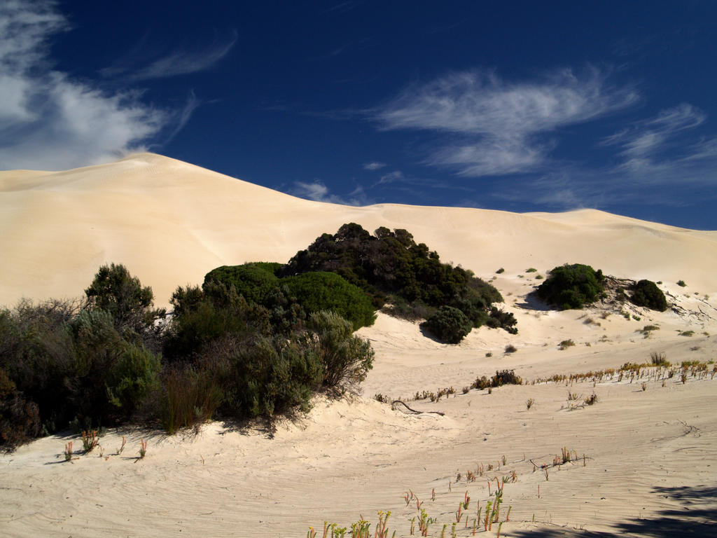 Dunes Stock - Penong, Sth Australia