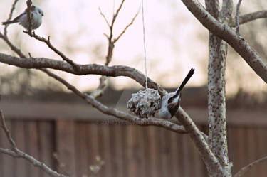 Long-tailed Tit