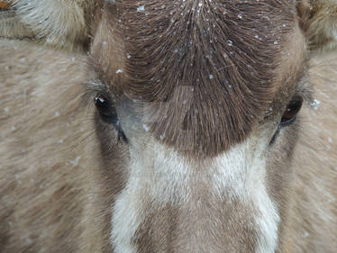 Addax eyes